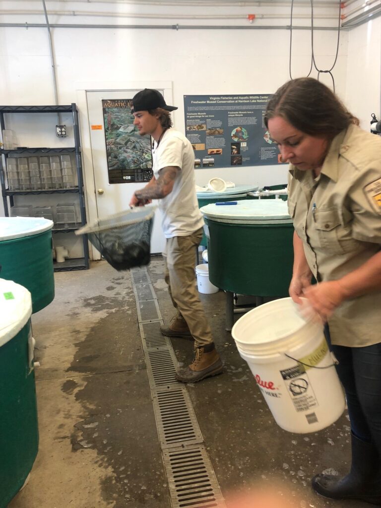 Hatchery Technichian helps infest fish with juvenile mussels, as they 