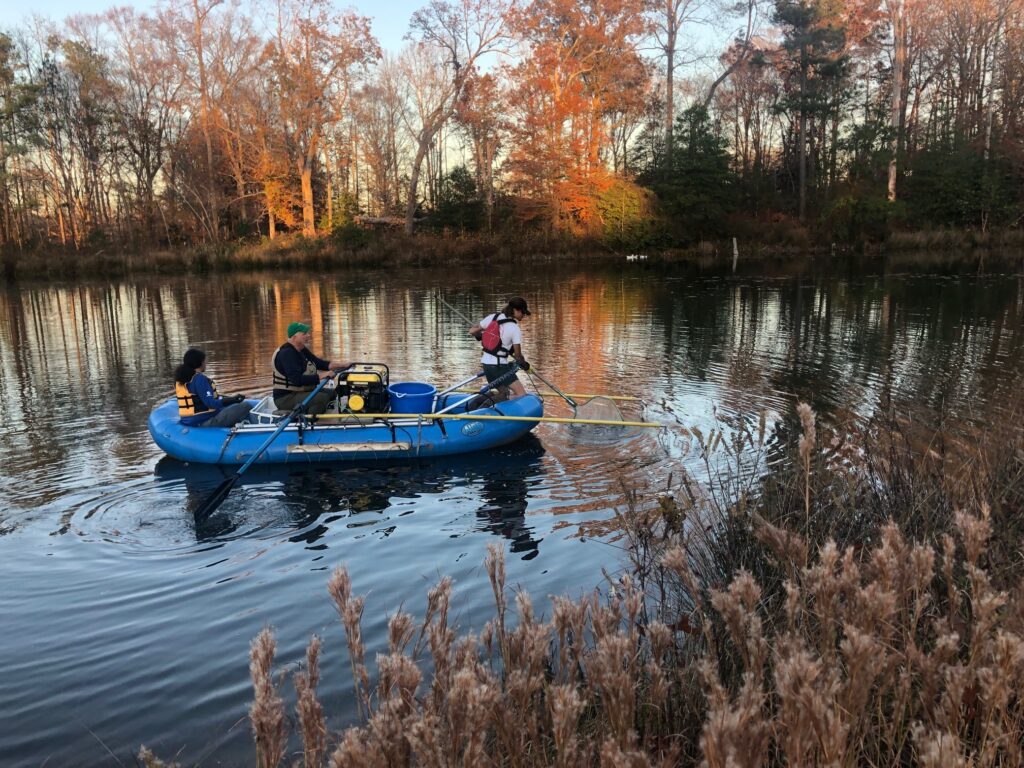 Hatchery Technichians assisting with collecting bass and sunfish from a pond on tribal land for tissue analysis